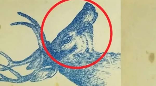 la réponse d'un défi visuel pour trouver un lapin dans l'image d'u cerf