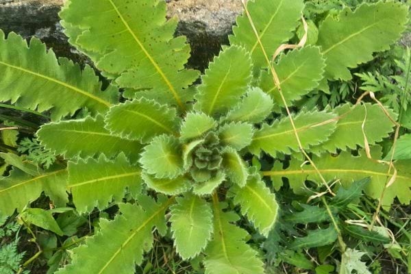 Plante laitue sauvage