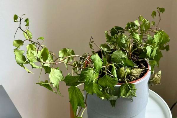 Lierre d’intérieur aux feuilles tombantes dans un pot gris.