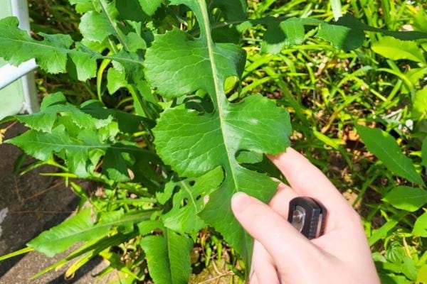 Une main tient une grande feuille verte fraîche parmi d’autres plantes dans un jardin ensoleillé.