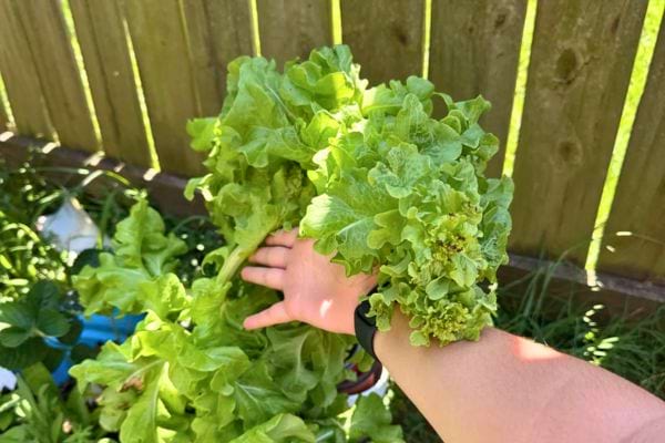 Une main soutient une laitue géante aux feuilles vertes abondantes dans un potager.