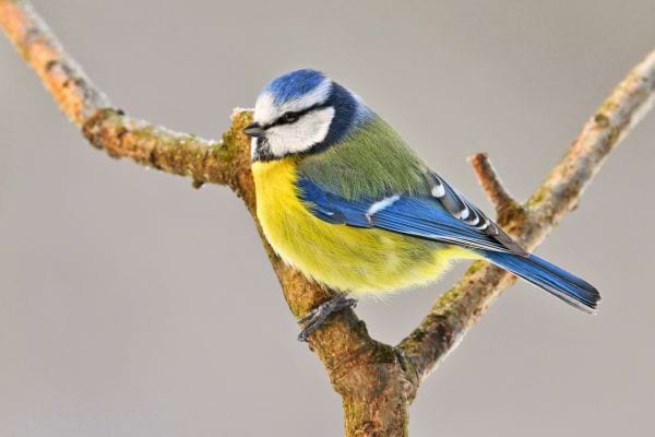 Une mésange bleue posée sur une branche fine en hiver.