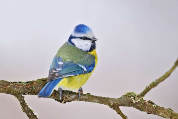 Une mésange bleue posée sur une branche fine en hiver.
