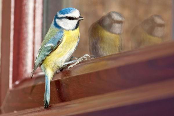 Une mésange bleue perchée au bord d’une fenêtre avec son reflet visible.