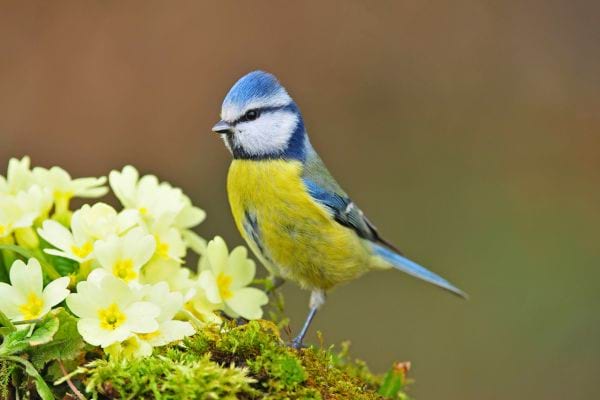 Une mésange bleue debout près de fleurs jaunes.