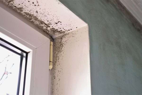 De la moisissure apparaît dans un angle de mur près d’une fenêtre.
