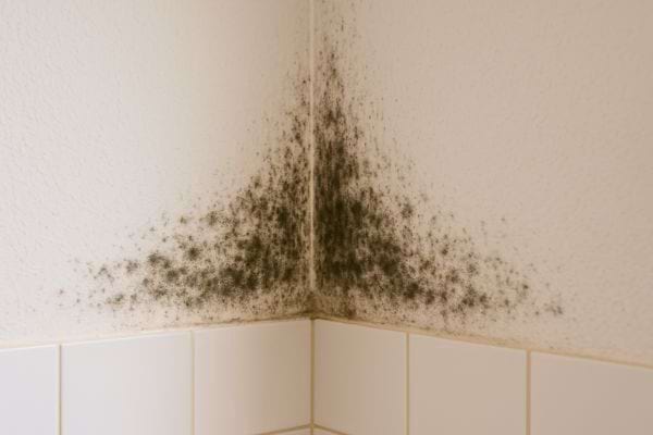 Moisissures noires visibles dans l’angle d’un mur carrelé.