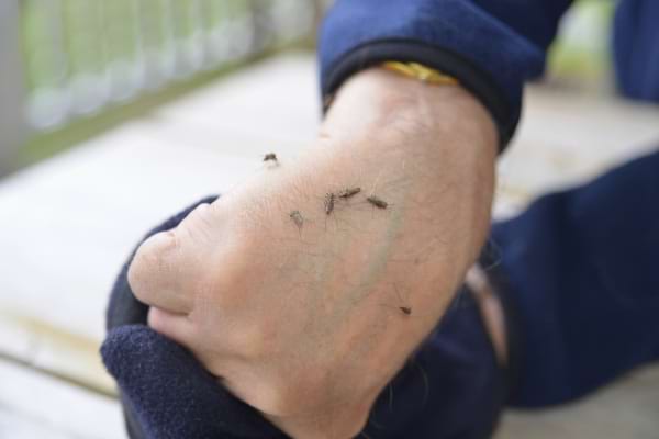 Plusieurs moustiques posés sur la main d’une personne, illustrant une situation d’inconfort.