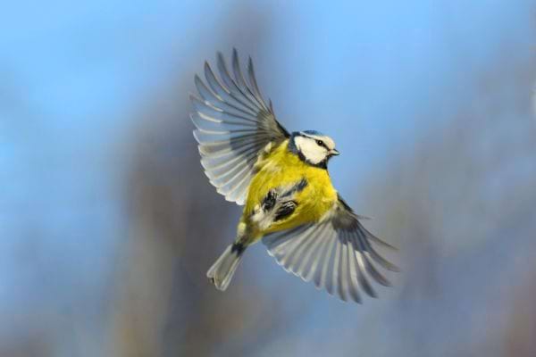 Une mésange bleue et jaune en plein vol.