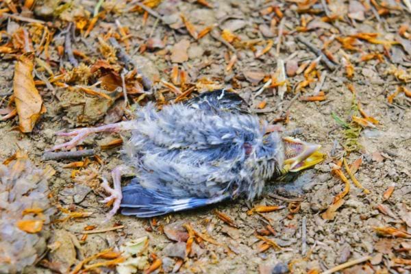 Un oisillon mort gît au sol, entouré de feuilles sèches.