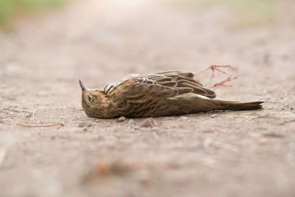 Un petit oiseau brun est retrouvé mort allongé sur le chemin.