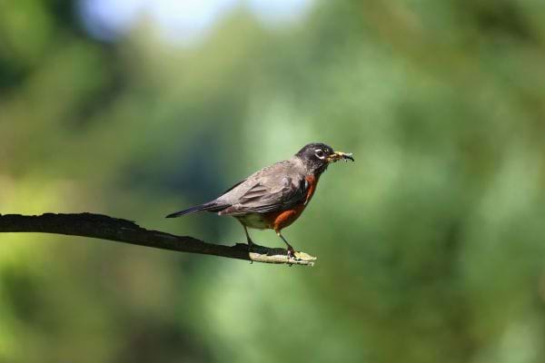 Un oiseau brun-noir tient un insecte dans son bec, perché sur une branche.