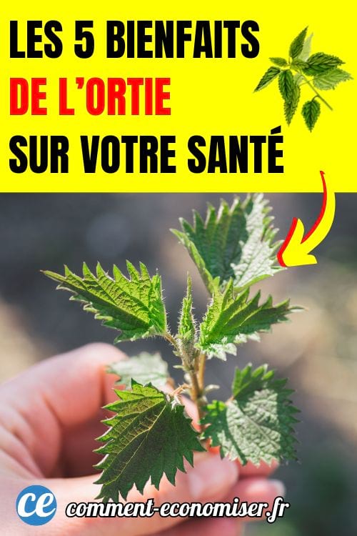 Une main qui un brin de feuilles d'ortie.