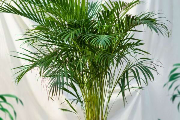 Palmier d’intérieur au feuillage dense sur fond clair.