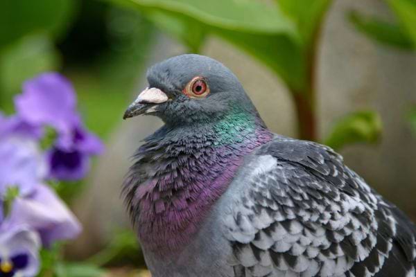 Un pigeon gris à reflets verts et violets est posé près de fleurs violettes.