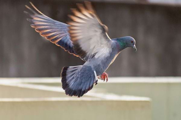 Un pigeon gris est en plein vol au-dessus d’un bâtiment.