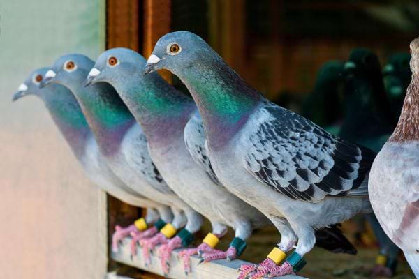 Un groupe de pigeons gris bagués est aligné sur une planche.