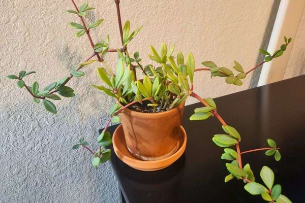 Une plante d’intérieur en pot d’argile pousse avec de longues tiges vertes.