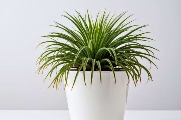 Plante verte en pot blanc posée contre un mur clair.