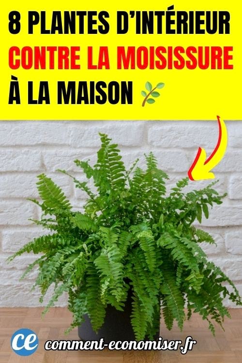 Une fougère de Boston devant un mur de briques.