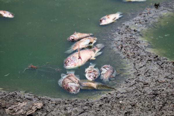 Plusieurs poissons morts flottent dans une eau polluée au bord vaseux d’un étang.