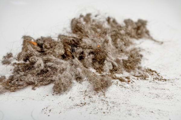 Poussi&egrave;re et poils accumul&eacute;s visibles sur un sol blanc.