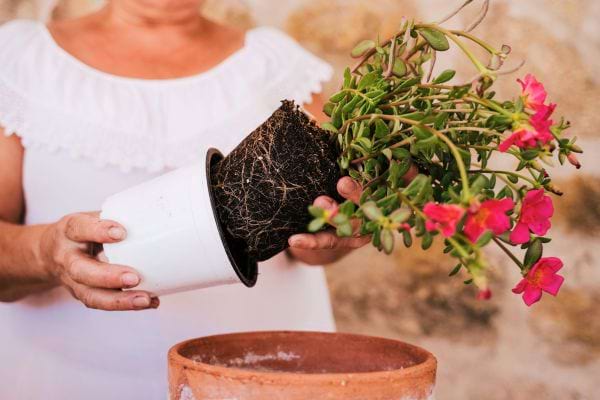 Une personne rempote une plante à fleurs roses dans un pot en terre cuite.