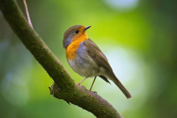 Un rouge-gorge est perché sur une branche, observant son environnement.
