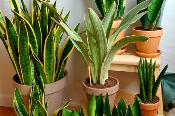 Groupe de sansevierias en pots alignés dans un intérieur.