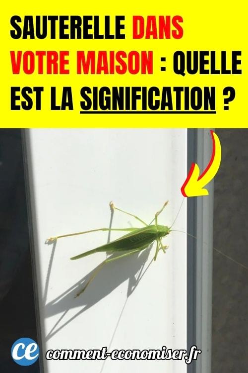 Une sauterelle verte sur un montant de fenêtre