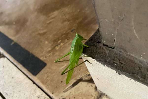 Une sauterelle verte grimpe le long d’un mur intérieur.