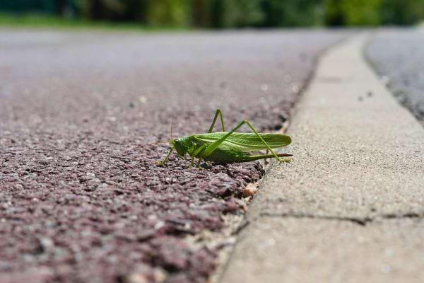 Une sauterelle verte avance sur un trottoir en bord de route.