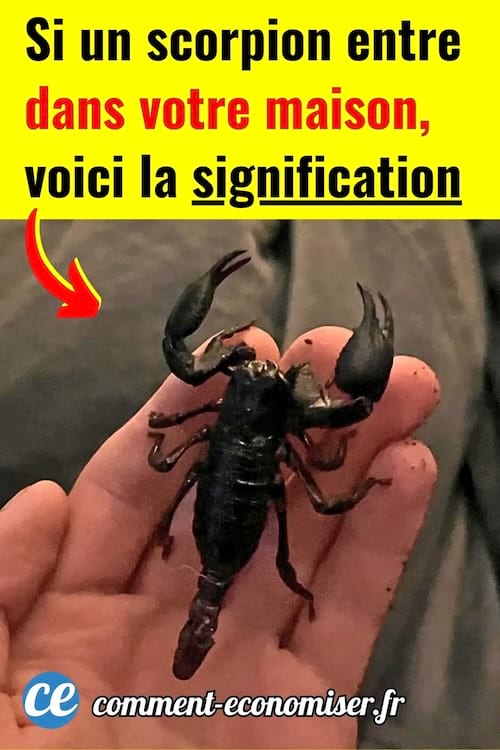 Un scorpion noir sur la main dans une maison