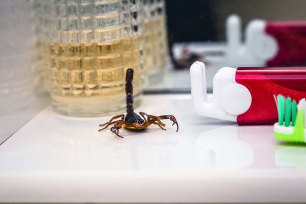Un scorpion est posé près d’un verre et d’une brosse à dents dans la salle de bain.