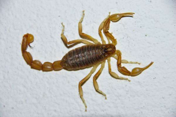 Un scorpion marron est posé sur un mur blanc.