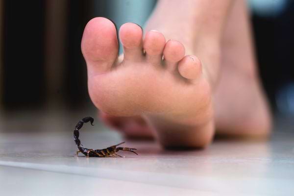 Un scorpion noir se trouve juste devant un pied nu.