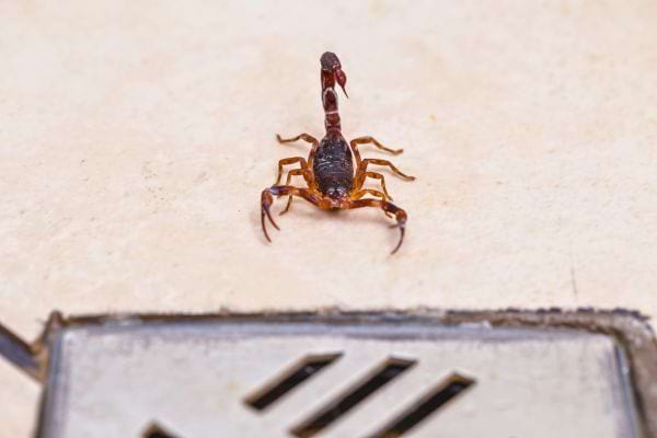 Un scorpion s’avance sur du carrelage vers une grille d’évacuation.