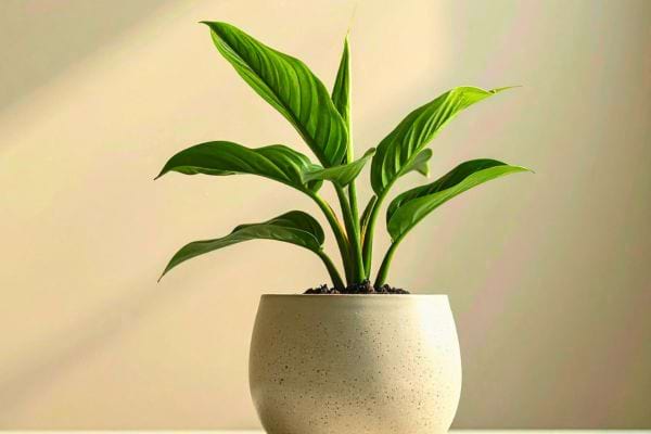Spathiphyllum en pot rond blanc sur une table.