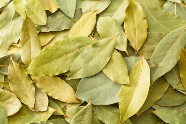 Un tas de nombreuses feuilles de laurier séchées empilées les unes sur les autres.