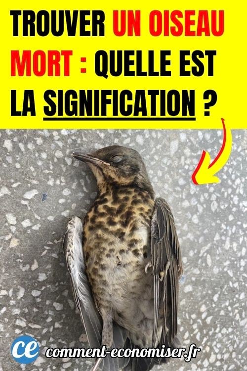 Un oiseau mort git sur le sol
