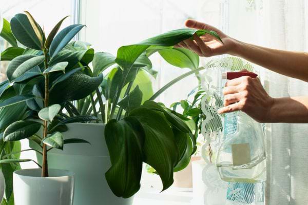 Une main vaporise de l’eau sur de grandes feuilles vertes près d’une fenêtre.