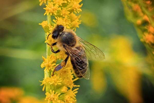 Une abeille butine une fleur jaune lumineuse dans un champ, symbole de la nature et de la pollinisation.