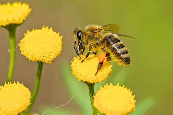 Une abeille récolte du pollen sur une fleur jaune, avec des pelotes de pollen visibles sur ses pattes arrière.