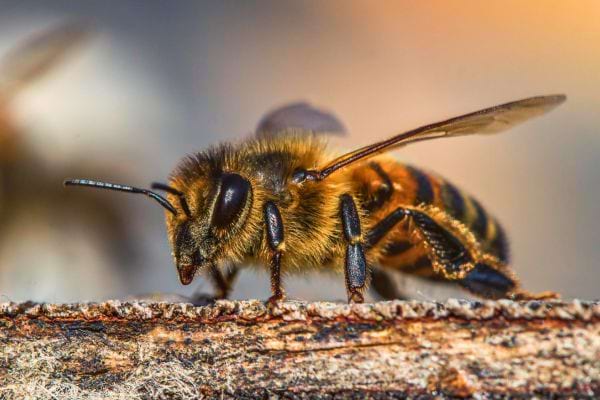 Une abeille est photographiée de très près, posée sur une branche de bois, montrant ses détails et sa texture.