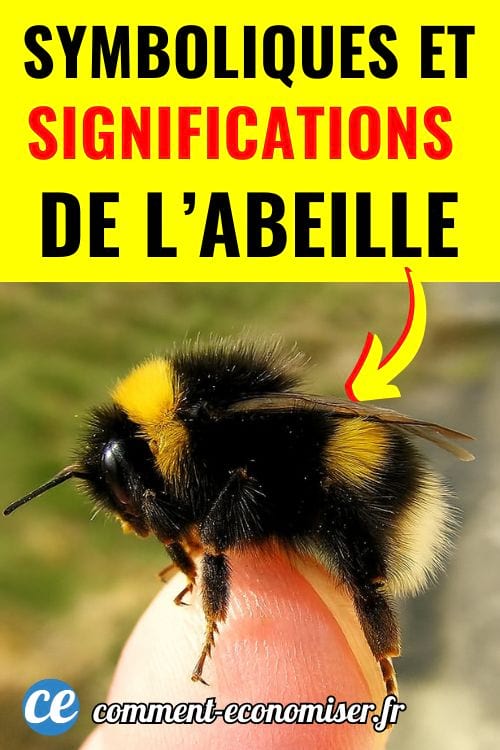 Une abeille posée sur le bout d'un doigt.