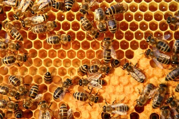 Des abeilles travaillent sur un rayon de miel doré, formant une structure hexagonale parfaitement régulière.