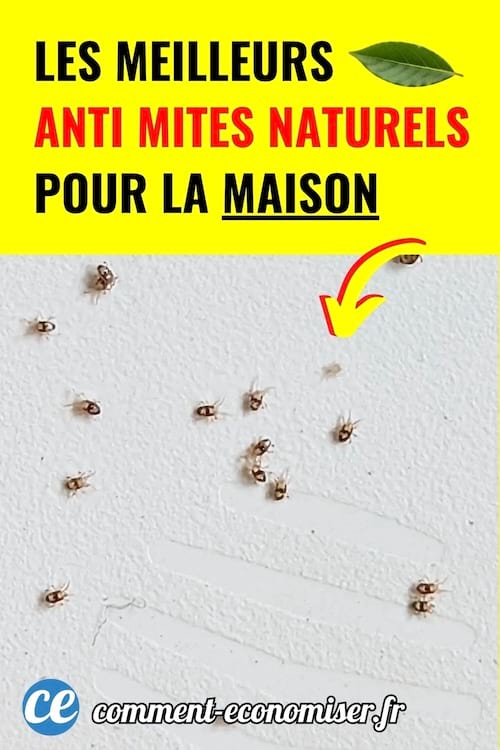 Petites mites sur un mur blanc avec flèche jaune et texte sur fond vif expliquant un traitement naturel.