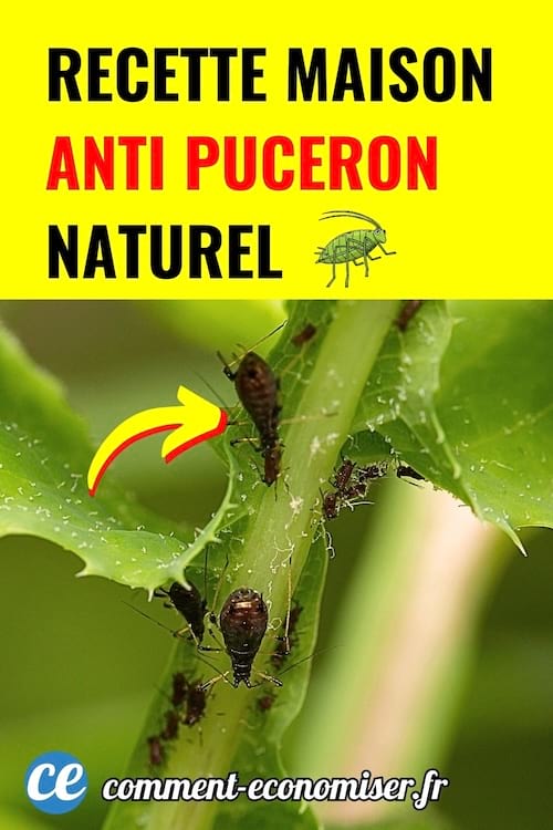 Gros plan sur une tige verte infestée de pucerons noirs avec flèche jaune indiquant un insecte.