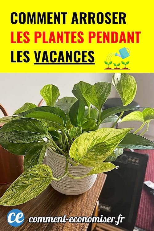 Plante verte en pot posée sur une table montrant une astuce d’arrosage automatique pendant les vacances.