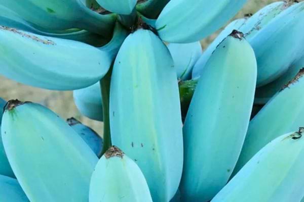 Gros plan sur des bananes bleues rares accrochées à leur régime.